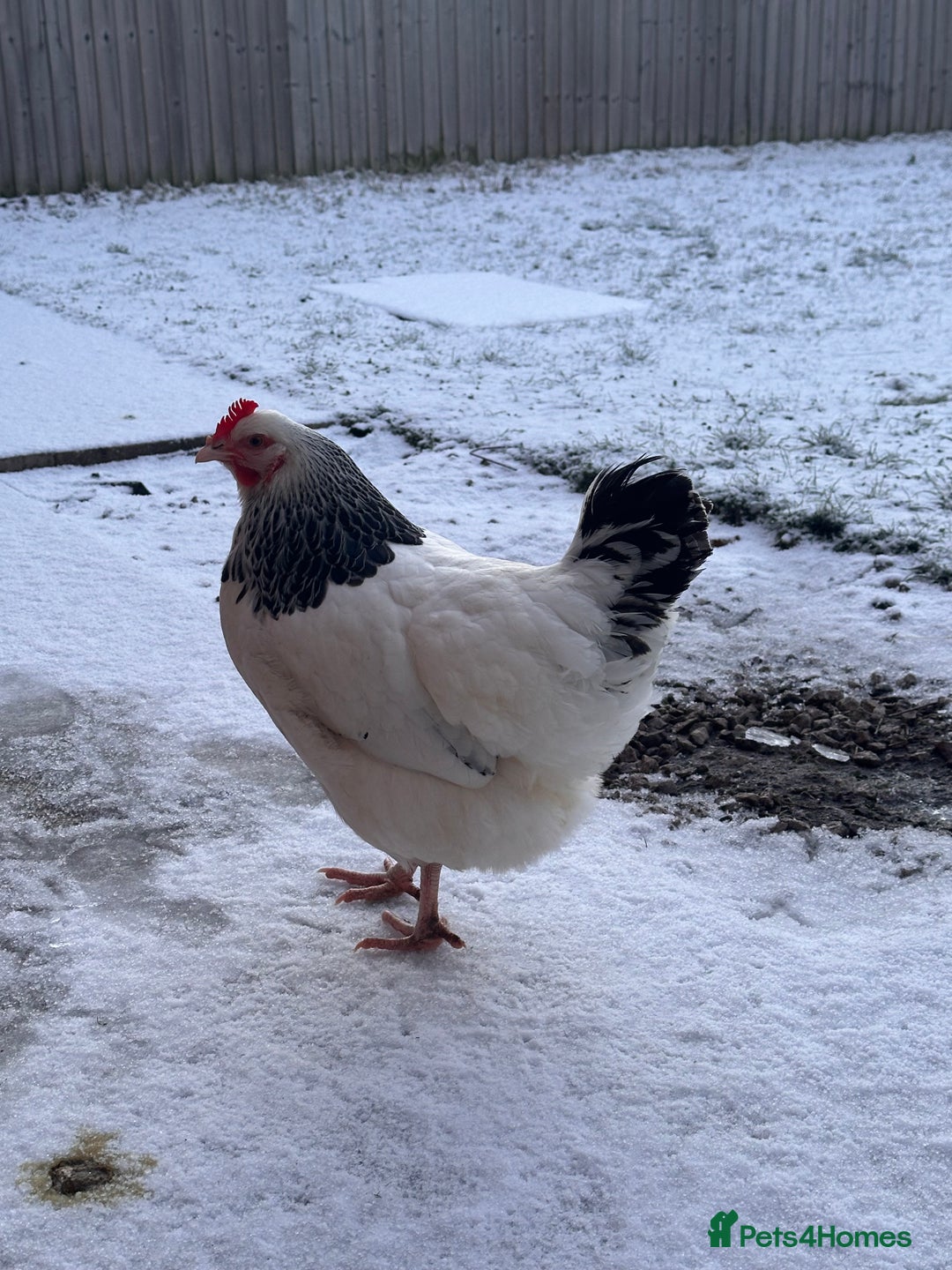 Chickens poultry for sale: Two Hens for Rehoming – Very Friendly - Advert 15