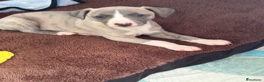 Whippet 2