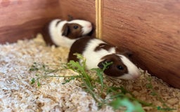 Guinea Pig rodents for sale: Pair of bonded brothers  - Image 9
