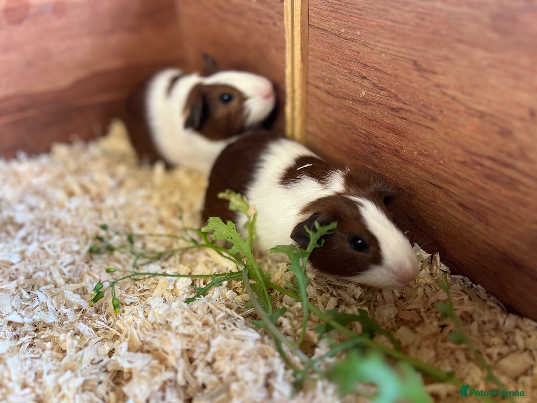 Guinea Pig rodents for sale: Pair of bonded brothers  - Image 9