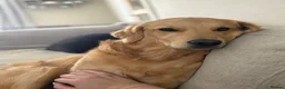 Golden Retriever dogs for sale: Murphy golden retriever  in Cardiff - Advert 4