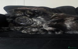 Chow Chow dogs for sale: Blue mearle chow male - Image 2