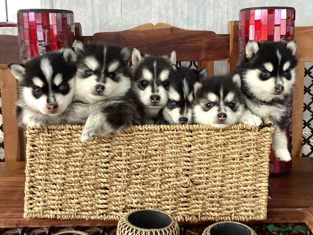 Pomsky dogs for sale: F4 tiny pomsky pups REDUCED need homes now - Advert 19