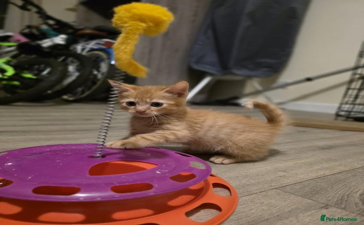 Mixed Breed cats - Advert 7