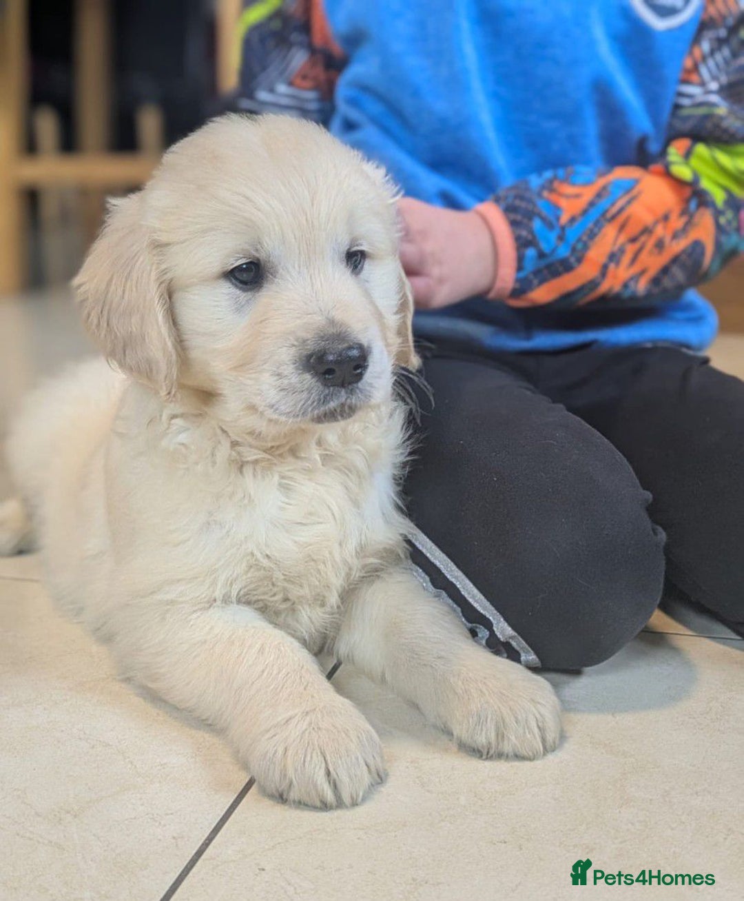 Golden Retriever dogs for sale: Adorable cream golden retriever puppies - Advert 6