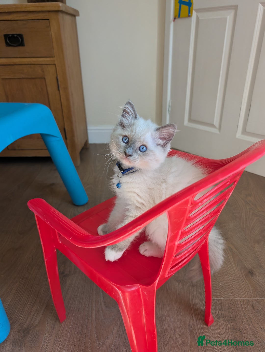 Ragamese cats for sale: 🐾💎Ragdoll X Siamese (Ragamese) Kittens💎🐾 - Image 5