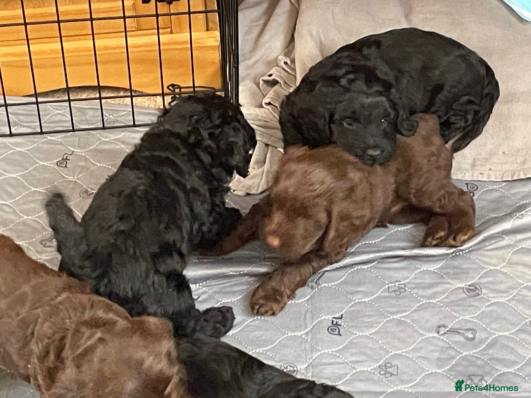 Sproodle dogs for sale: 1 Gorgeous F2 Sproodle Girl FULLY Vaccinated - Image 20