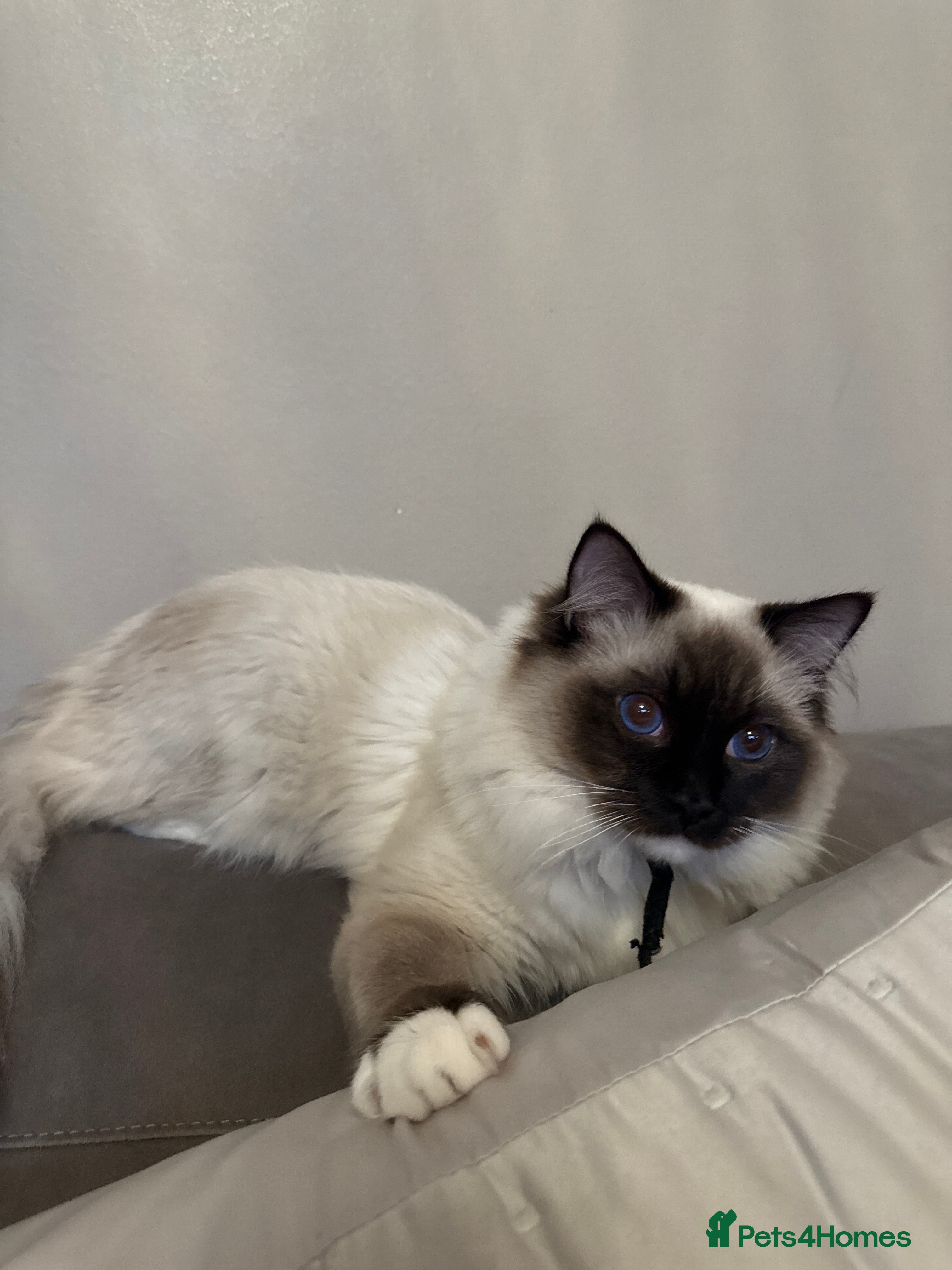 Ragdoll cats The perfect family pet needs rehoming 😭 - Advert 5