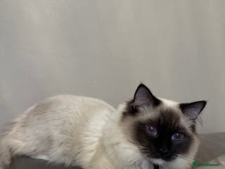 Ragdoll cats The perfect family pet needs rehoming 😭 - Advert 5
