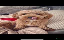 Cavapoo dogs for sale: RUBY ROSE - Cavapoo f1 ruby red - Image 4
