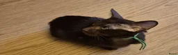 Oriental cats for sale: No Expense Spared.  - Advert 8