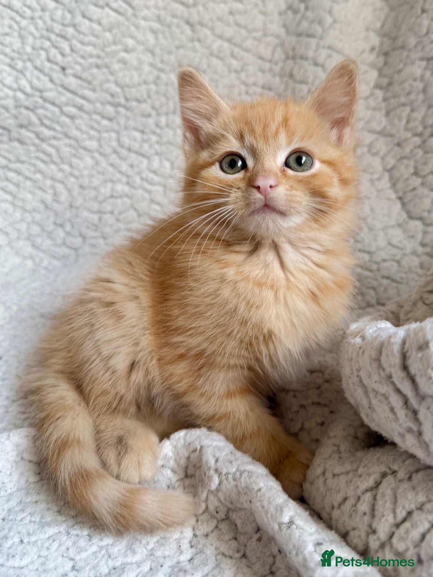 Mixed Breed cats for sale: SUPER CUTE PERFECT GINGER KITTENS  - Advert 2