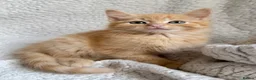Mixed Breed cats for sale: SUPER CUTE PERFECT GINGER KITTENS  - Advert 2