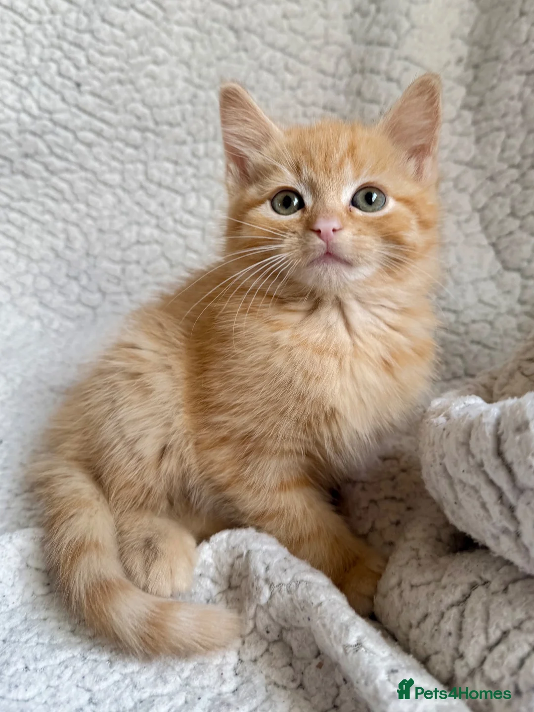 Mixed Breed cats for sale: SUPER CUTE PERFECT GINGER KITTENS  - Advert 2