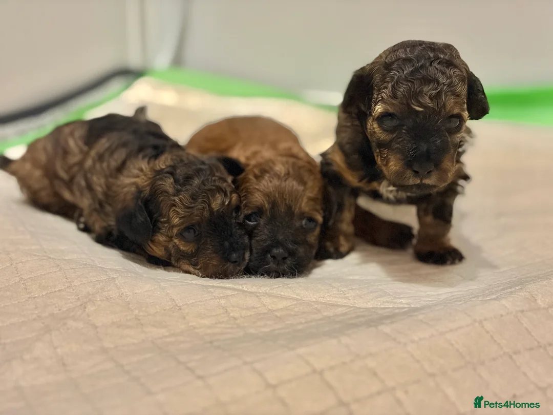 Mixed Breed dogs for sale: Toy Poodle Mix Puppies – Home Raised - Advert 3