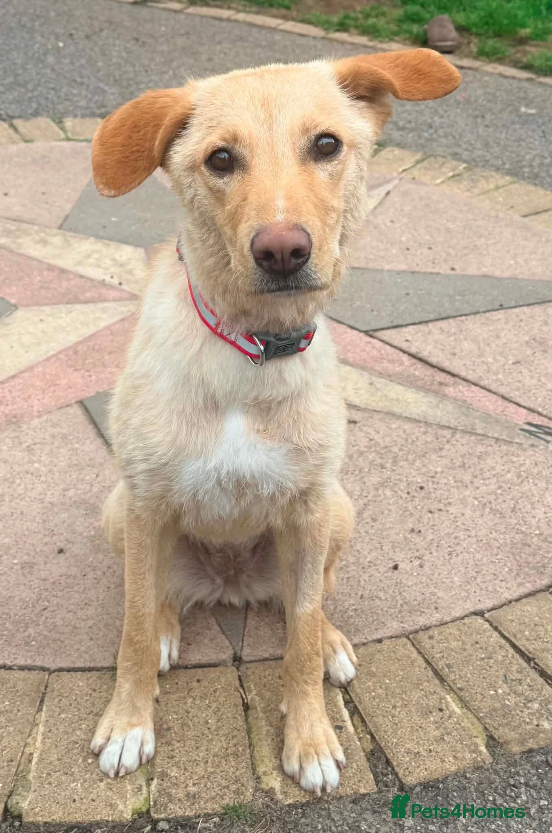 Mixed Breed dogs for adoption: CONNIE Your New Best Friend! 🐾 - Advert 2