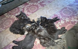Bombay cats for sale: Different prices Bombay X long hair  - Image 13