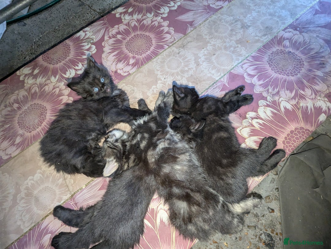 Bombay cats for sale: Different prices Bombay X long hair  - Image 13