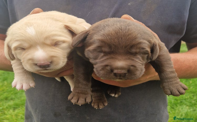 Mixed Breed dogs for sale - Advert 2