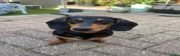 Miniature Dachshund dogs for sale: Gorgeous Miniature dachshund for sale  in Dawlish - Advert 2