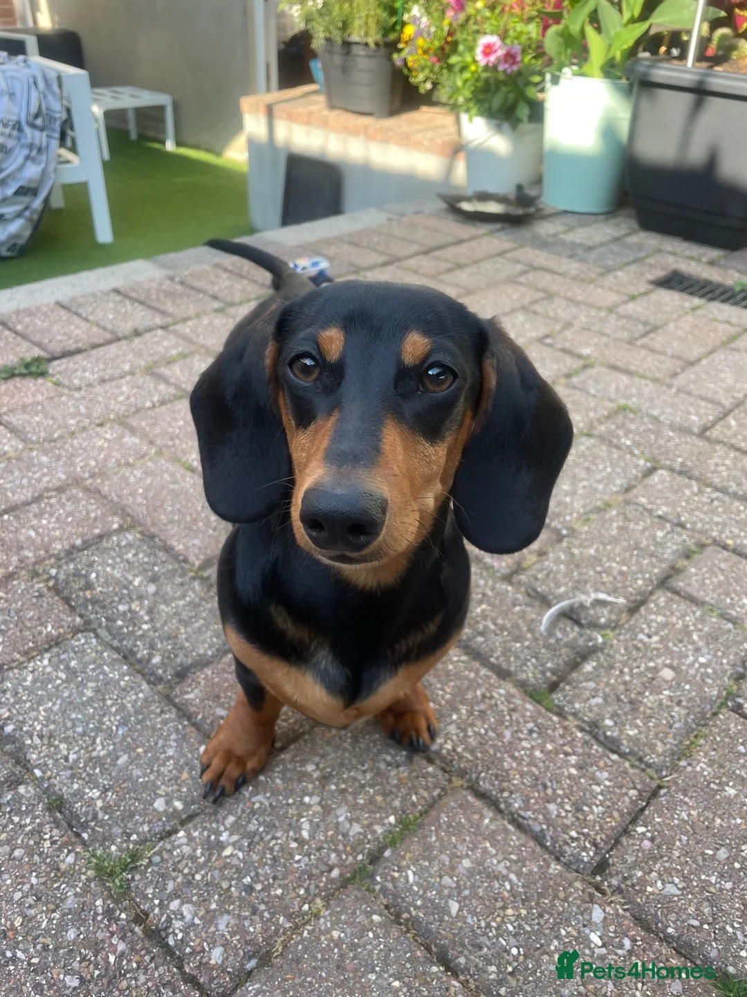 Miniature Dachshund dogs for sale: Gorgeous Miniature dachshund for sale  in Dawlish - Advert 2