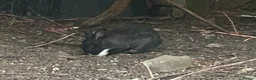 Dutch rabbits for sale: Free roaming Rabbits seek loving home - Advert 12