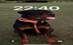 Rottweiler dogs for stud: Rottweiler stud avaliable  - Image 3