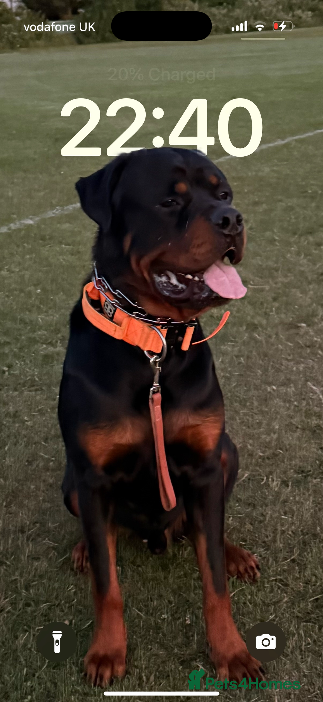 Rottweiler dogs for stud: Rottweiler stud avaliable  - Image 3