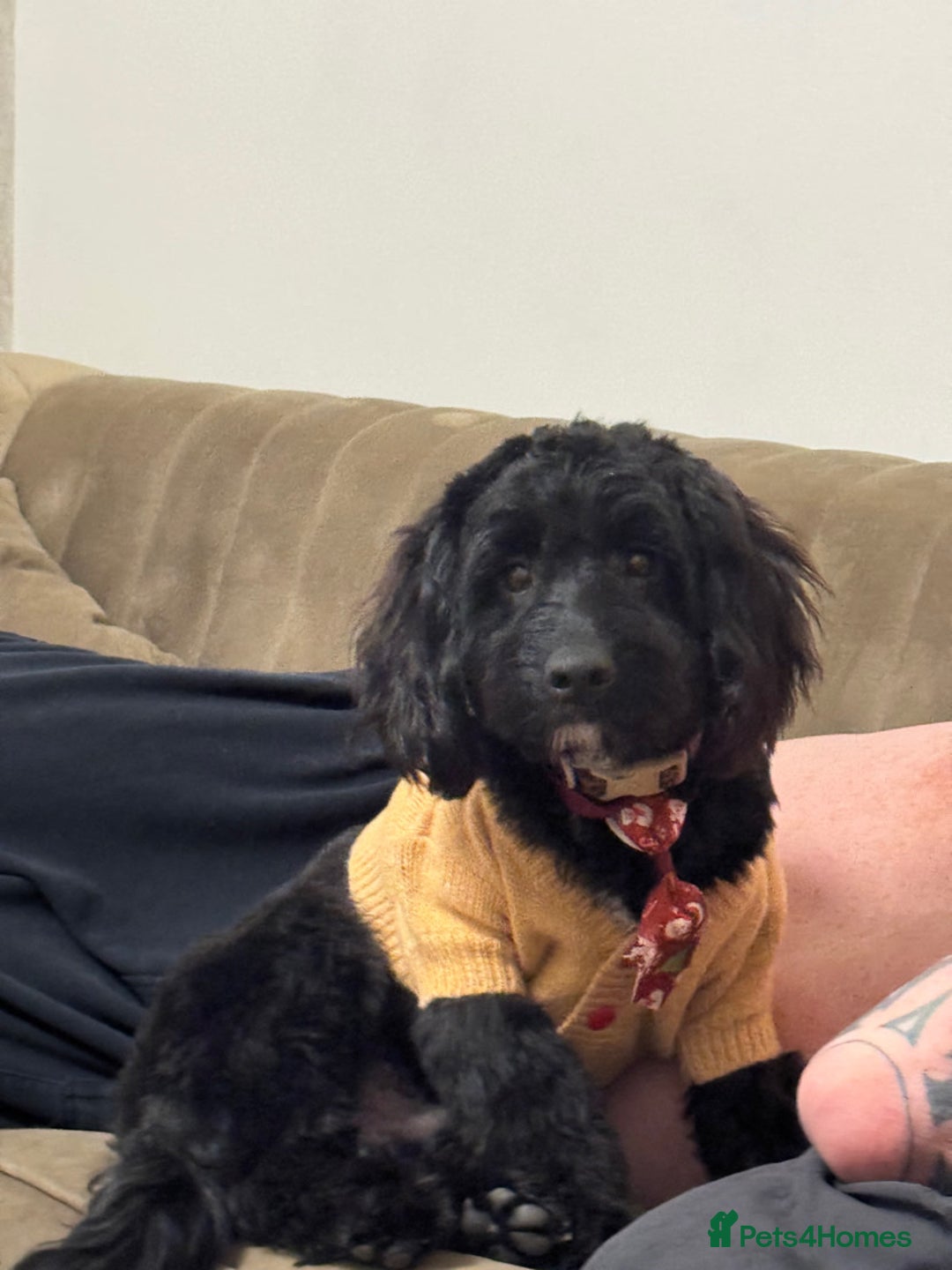 Cockapoo dogs for sale: 7 month old black cockapoo (Robbie) - Advert 2