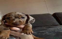 Miniature Dachshund dogs for sale: Miniature Dachshund 🌟4 BOYS🌟 - Image 12