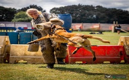 Belgian Shepherd Dog dogs for sale:  Belgian Malinois Puppies  in Telford - Image 8