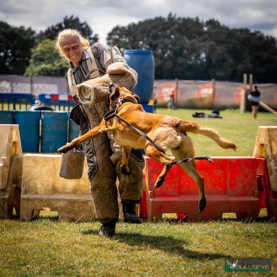 Belgian Shepherd Dog dogs for sale:  Belgian Malinois Puppies  in Telford - Image 8