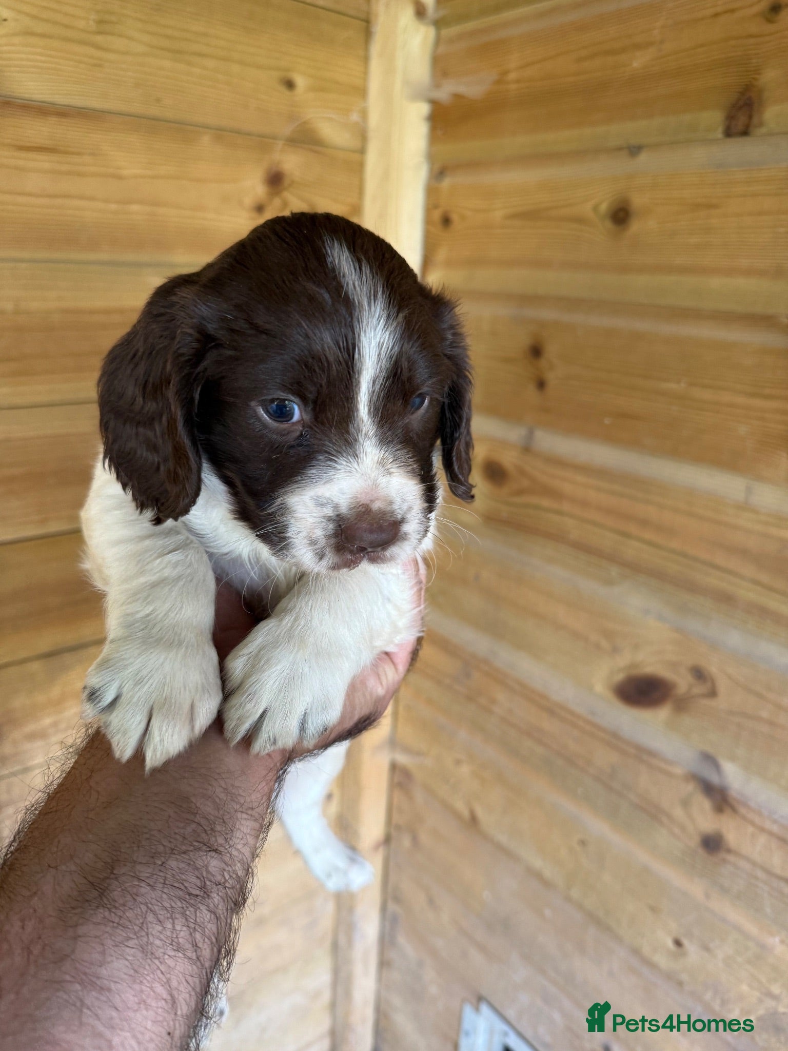 English Springer Spaniel dogs Parents KC registered FTCH line pups - Advert 2