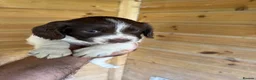 English Springer Spaniel dogs for sale: Parents KC registered FTCH line pups - Advert 2