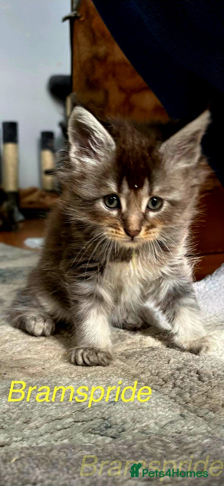 Maine Coon cats Gccf registered Maine coon kittens - Advert 16