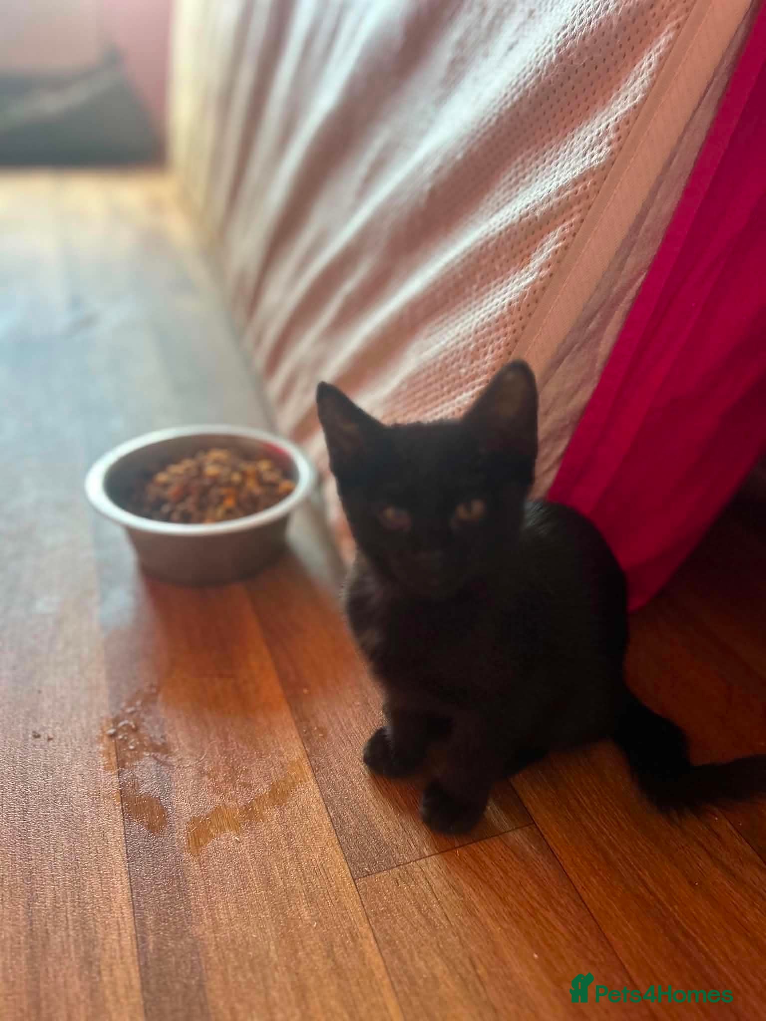 Maine Coon cats for sale: Maine coon x Burmese  - Advert 5