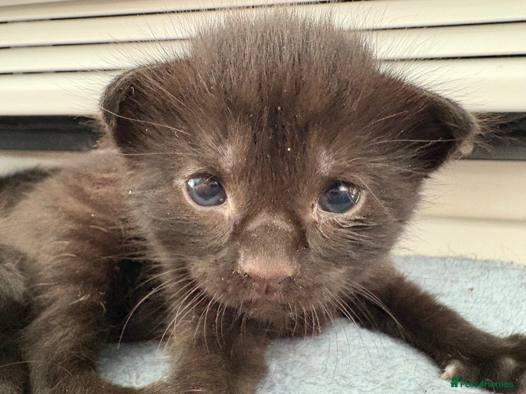 American Shorthair cats for sale: Kittens for sale boys and girls. - Image 19