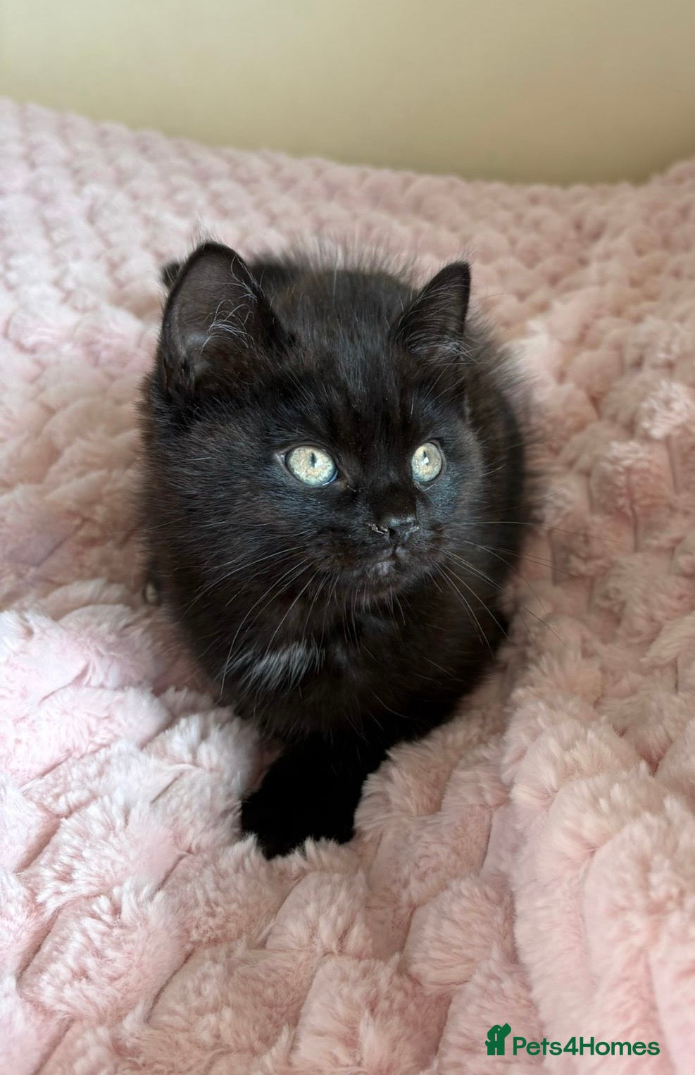 Mixed Breed cats Maine Coon Cross Kitten - Advert 1