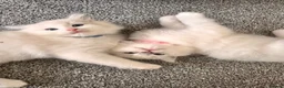 Ragdoll cats for sale: Ragdool x kittens in Scunthorpe - Advert 8
