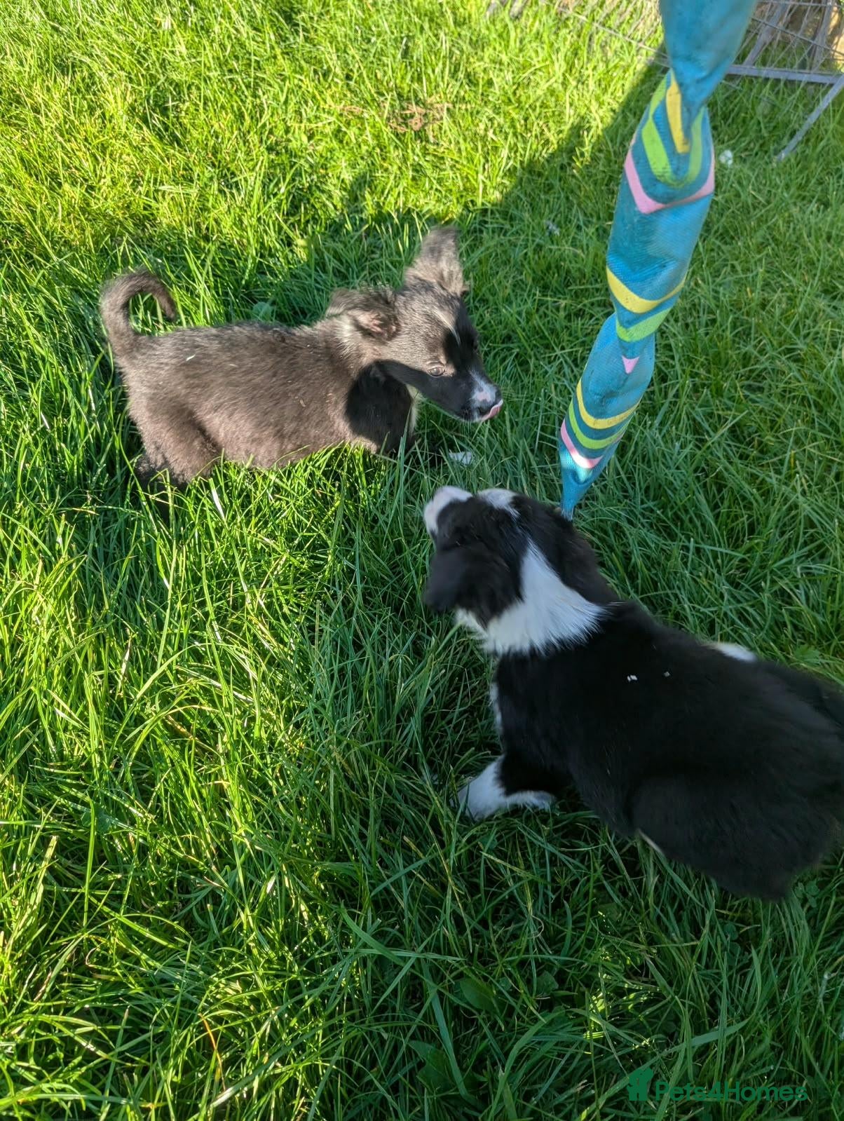 Border Collie dogs Isds registered border collie pups  - Advert 2