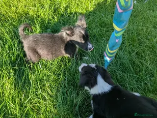Border Collie dogs Isds registered border collie pups - Advert 2