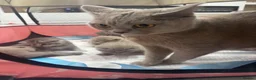 British Shorthair cats for sale: British shorthair kittens - Advert 2