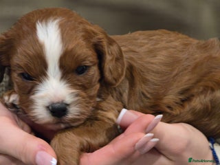 Cavapoo dogs Stunning f1 extensively health tested red cavapoo - Advert 1