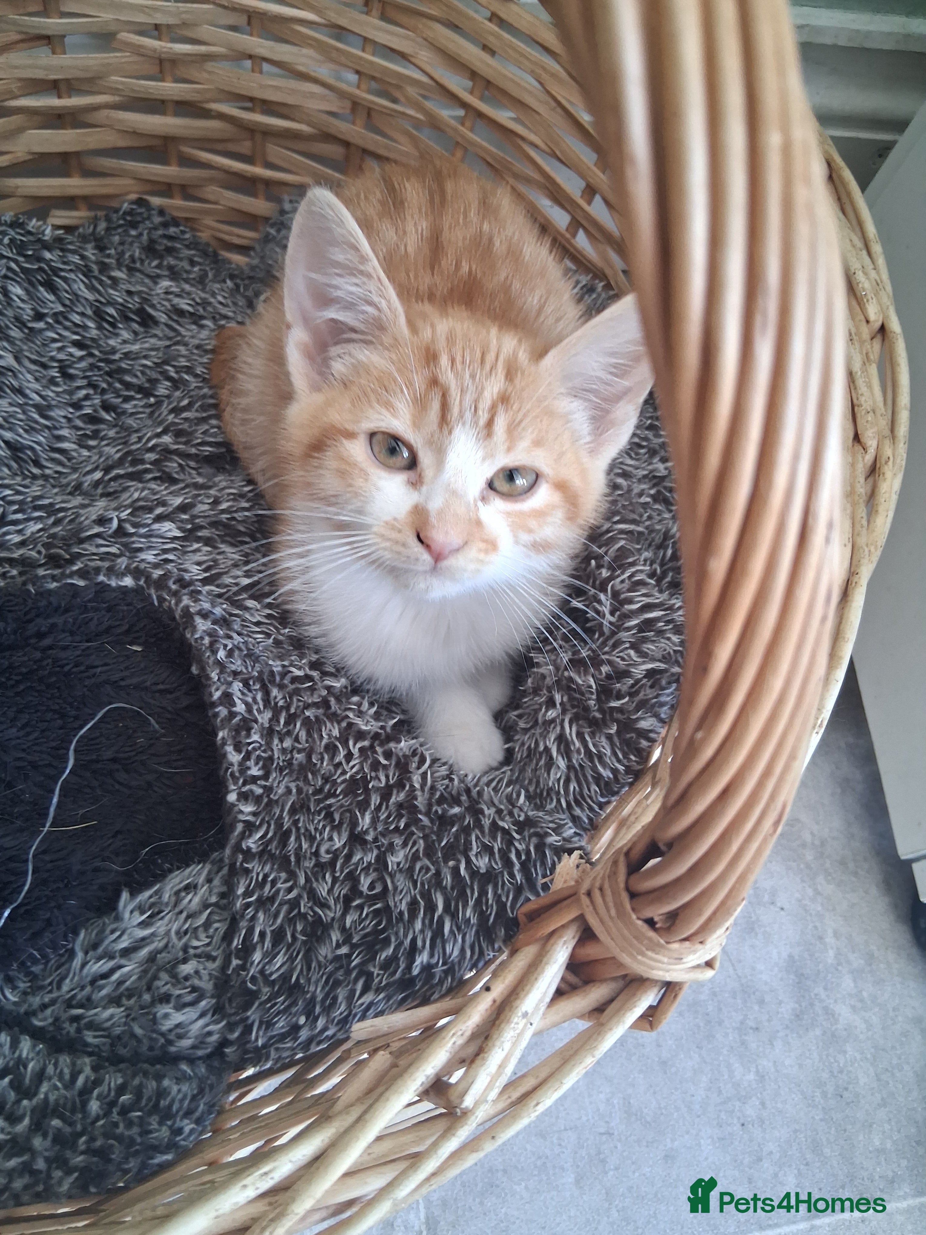 Mixed Breed cats Rare female Ginger Tabbies 😻 - Advert 2