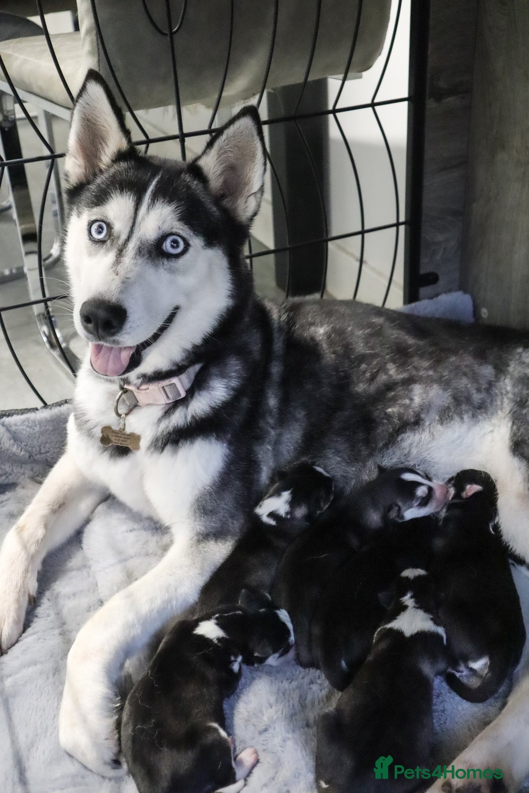 Siberian Husky dogs for sale: Pure Siberian Husky females. Ready to go  - Advert 2