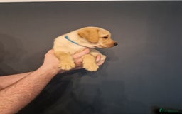 Labrador Retriever dogs for sale:  KC REG LABRADOR PICK OF LITTER AVAILABLE  in Preston - Image 6