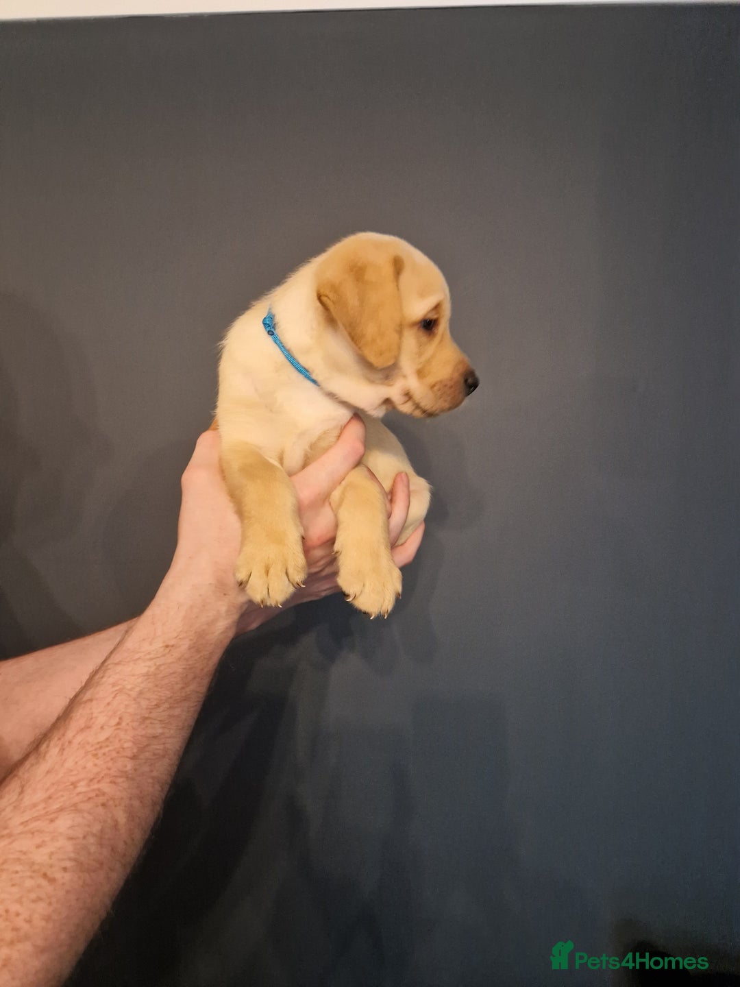 Labrador Retriever dogs for sale:  KC REG LABRADOR PICK OF LITTER AVAILABLE  in Preston - Image 6