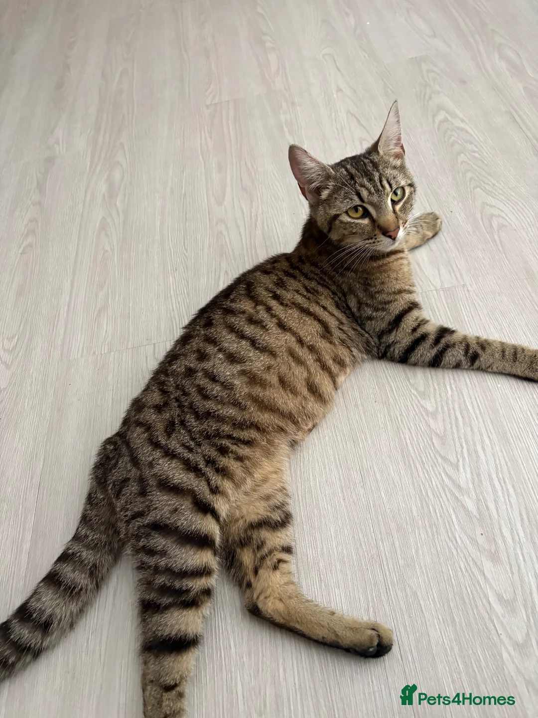 Mixed Breed cats for sale: 1 male 1 female kittens  - Advert 1