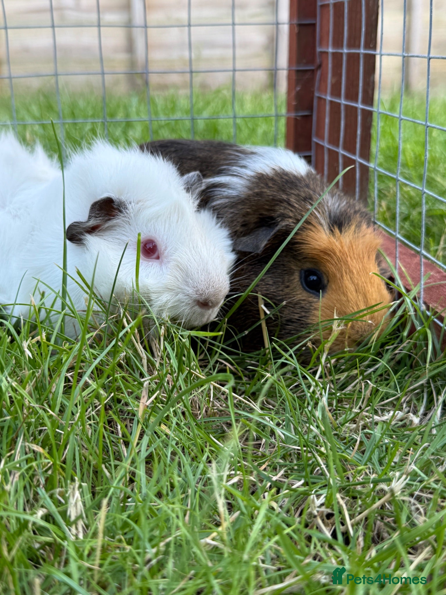 Guinea Pig rodents Baby Guinea pigs  - Advert 5