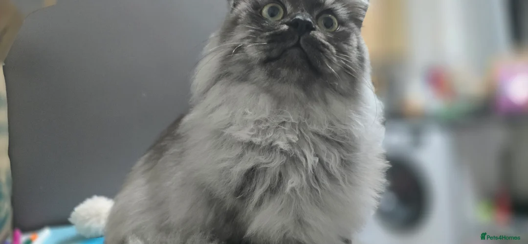 Persian cats for sale: Doll face persian male - Advert 7